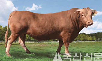 한우육종농가(전남 곡성)에서 선발된 보증씨수소 KPN1243.