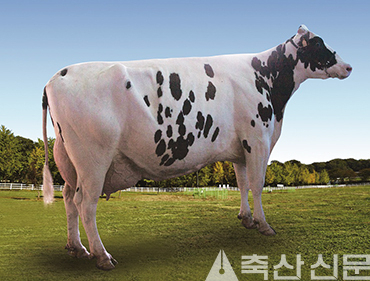 한국형 보증씨수소 신선봉(208HO 10205)의 딸 소.