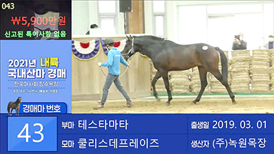 내륙 국내산마 경매 현장(유튜브 라이브 중계 캡쳐).