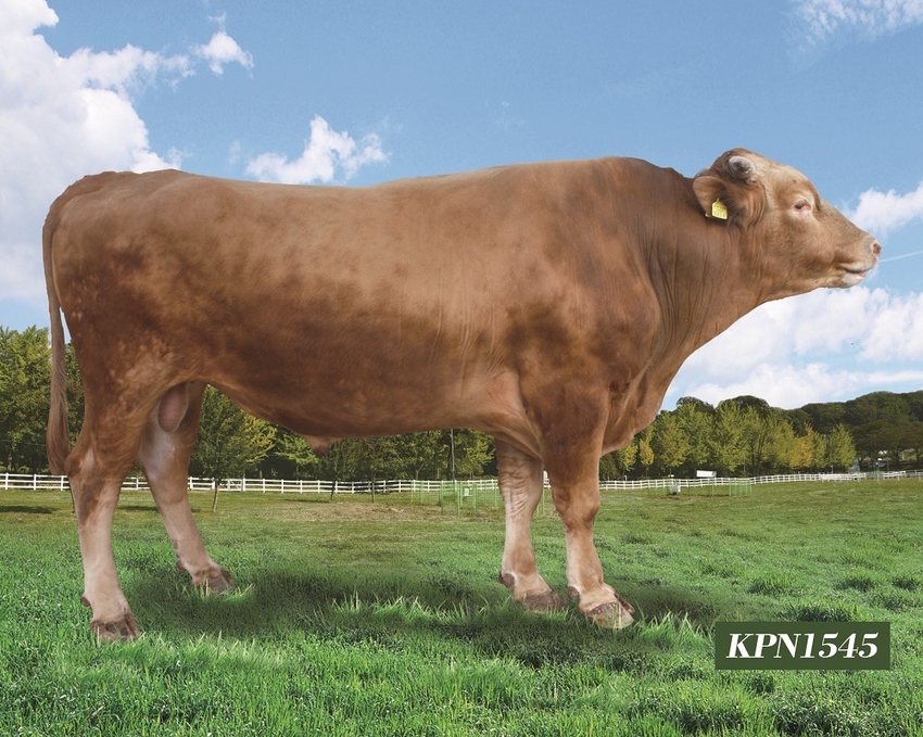 KPN1545