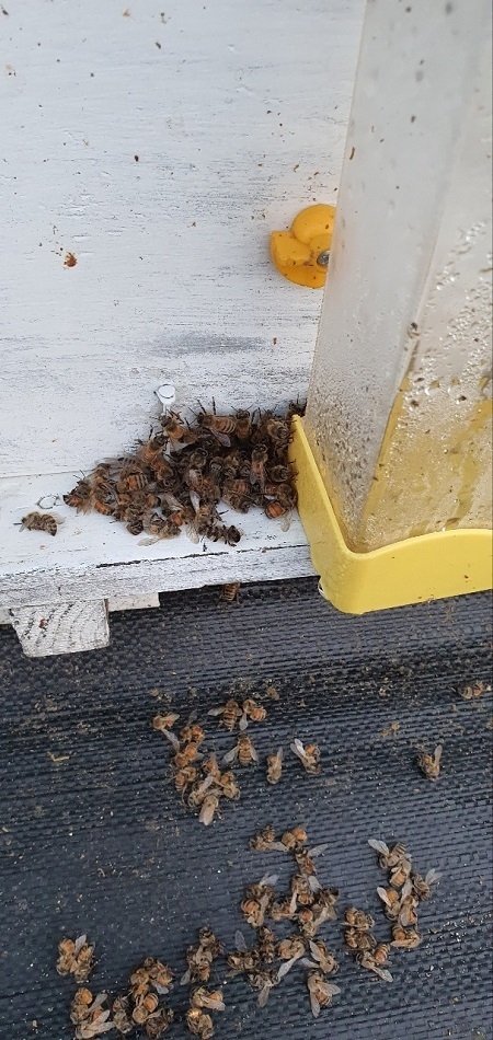 최근 한 양봉농가가 농약 살포로 의심되는 피해가 발생해 꿀벌이 폐사 된 사체.