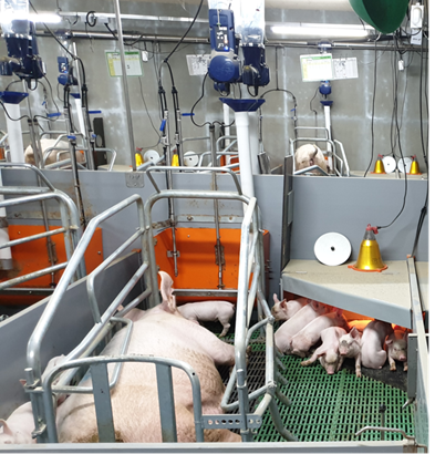 분만사 신축 과정에서 분만틀 사이즈를 확대, 톡톡한 효과를 보고 있다.