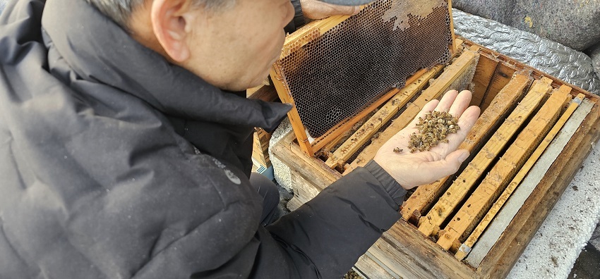 겨울나기에 들어가기전 소비 7매에 가득해야 할 꿀벌이 모두 사라지고 일부 남아 있는 꿀벌마저 폐사된 모습
