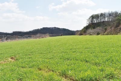 이용우 대표가 직접 개간한 조사료포. 