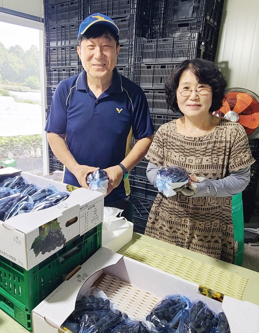 별빛포도농원 이기정․김진아 부부가 ‘캠벨얼리’와 ‘흑아롱’ 품종을 선별 포장하고 있다.