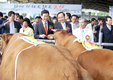 전남 한우개량평가대회 챔피언 유균용씨