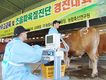 브랜드육 22두 출품…컨설턴트 36명 육질진단 경진도