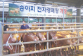 송아지 전자경매시장 문열어