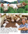 체질·본성 배려하니 ‘살맛나는 돼지들’
