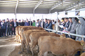 정남진 명품한우영농조합법인, 장흥 한우송아지 경매행사 개최