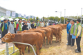 제3회 대숲맑은 담양한우축제 ‘대성황’