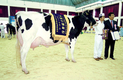 3년 기다려온 무대…젖소부인 161두 최고의 기량 뽐내