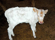 김포서 ‘흰 송아지’ 태어나 화제