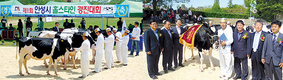 안성 최고젖소 선발에 500여명 이목집중