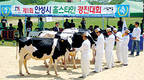 안성 최고젖소 선발에 500여명 이목집중