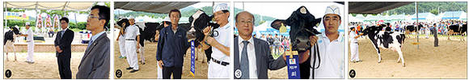 2013 철원군 홀스타인 품평회 성료