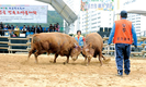 보은 한우축제 달군 민속 소 싸움