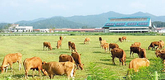 전남축산연구소  IRG 초지서 한우 방목 사육