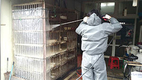 토종닭협, 전통시장 일제소독…방역 고삐죈다