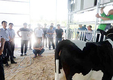 <2015 한국홀스타인품평회는>120농가 220두 출품…목장 자존심 걸고 ‘젖소퀸’ 자웅 겨룬다