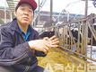 <축산에 ICT를 입힌다 / 스마트팜 적용사례> 낙농 - 충남 예산 ‘지수목장'
