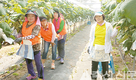 포도농장서 일손돕기 봉사활동
