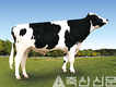 유량 능력·체형 우수한 젖소 보증씨수소 선발