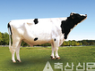 유량 능력·체형 우수한 젖소 보증씨수소 선발