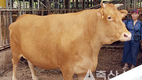 한우 암소 생체중이 무려 ‘1톤’