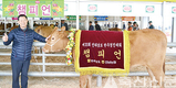 고흥 신삼식 씨 번식암소 챔피언 차지