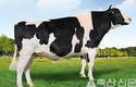 젖소 보증씨수소 3마리 선발