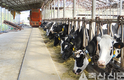 <강소농이 힘이다 / 낙농> 경기도 가평 와가목장