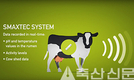 CJ제일제당, ICT 활용해 젖소 건강 관리한다
