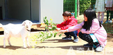 “우리 학교에 염소가 전학 왔어요”
