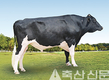 체형 뛰어난 젖소 보증씨수소 ‘골디’ 선발