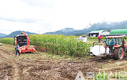 JH농축산, 신형 옥수수 수확기 양축현장, 효자노릇