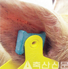 이표부착형 소화흡수촉진제, 소 이어 양돈까지 공급