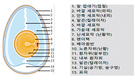 <기고>식중독 방지와 품질·선도 유지 위한 계란의 올바른 세척방안 / ① 계란이 국민 영양에 미치는 중요성