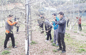 <나눔축산운동 실천 현장>농협안심축산분사, 바쁜 영농철 사과 적화작업 도와