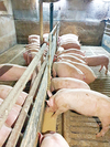 양돈리더 K-Farm `진영축산’ MSY 28.2두의 비밀은…액상사료급여