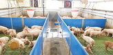 대한민국 양돈리더 K-Farm 명현농장 들여다보기 