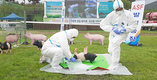 충남도 “사육두수 230만두 충남한돈산업 지켜라”