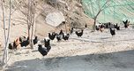 <2020 신년특집>충북 충주 ‘황실토종닭농장’ / 국내 첫 산란용 토종닭 인증…`토종란’으로 틈새시장 개척