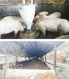 <냄새 없는 축분뇨, 공익가치 높이자>케이티엘-과산화초산 제제 ‘티엘클린’