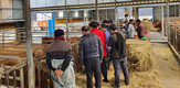 보령축협, 농장 직접 찾아 송아지 현장경매