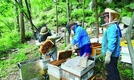 수확량 저조…벌꿀 채밀 현장