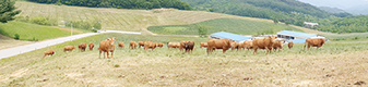 종모우 19두 배출한 한우개량 산실 ‘강원도축산기술연구소’