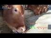우성사료 대한민국 한우리더 K-Farm 구암농장