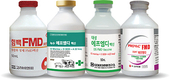 <기획시리즈>구제역백신 일제접종 ‘한 마리도 빠짐없이’ / 2. 베링거인겔하임 구제역 백신