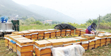 양봉산업, 기후변화 직격탄